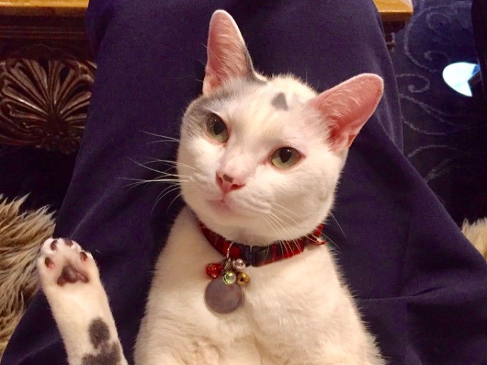 イケメン猫になりました