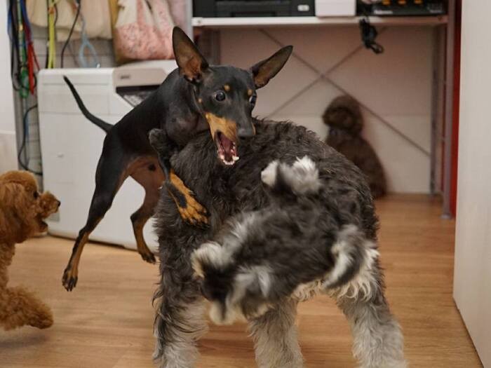 秘技前脚落とし!(提供:UG)