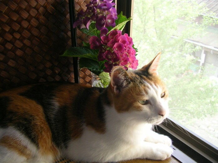 ちびちゃんは本能的にわかるのか、花を置くと顔をそむけることが多く、調べると猫にとって有害な植物であるとわかることが多かった(祐子さん提供)