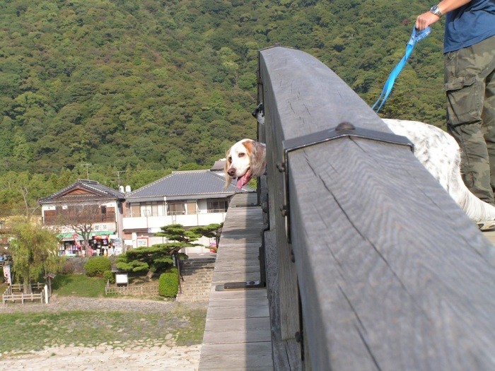 9歳8カ月 錦帯橋で (長谷川さん提供)