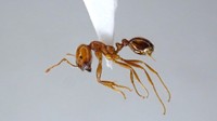 岡山県の水島港でアカカミアリ確認 600匹を殺虫処理