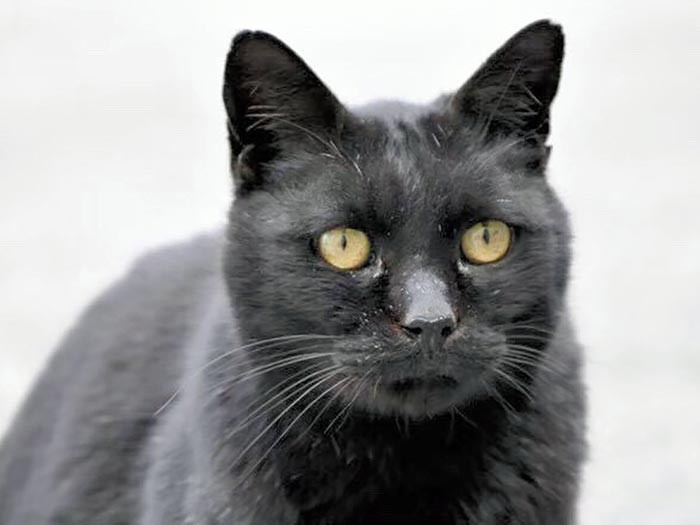 黄色い瞳が特徴だった大阪大学豊中キャンパスの名物猫「斎藤さん」=まちかねこ調査隊提供