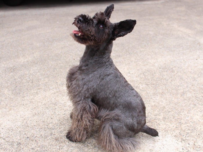 ちょっとおすまし