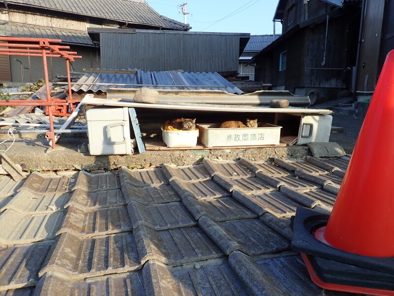 TNR後、発情期のけんかや子猫の巻き添えもなくなり、猫たちは平和に暮らしている(「青島猫を支援する会」提供)