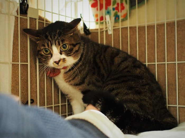 人が苦手なシャルル。少しずつ心を開いている