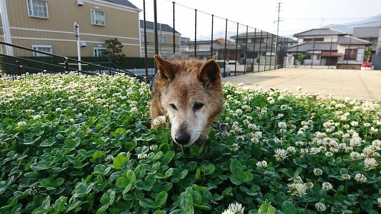 「長寿の秘訣は毎日のお散歩です!」(ゆき子さん提供)