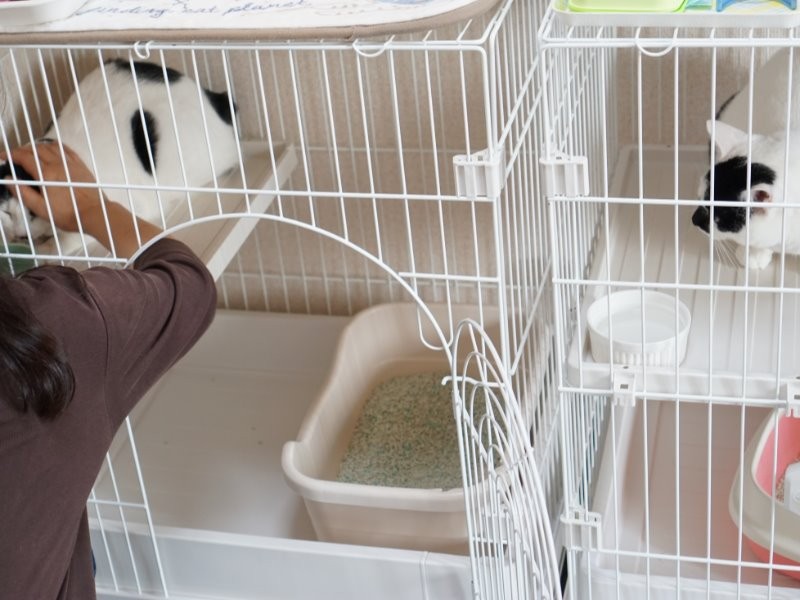 お揃いのケージ(ふだんは居間でフリーに過ごす)