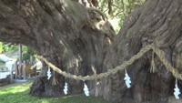 樹齢1600年以上と推定「宝生院のシンパク」 国の特別天然記念物指定から70年で記念式典 香川・小豆島