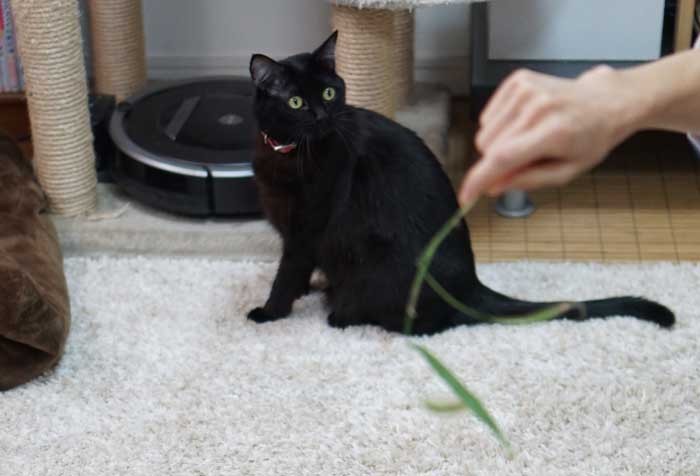 最近はリアル猫じゃらしで遊ぶのが好き