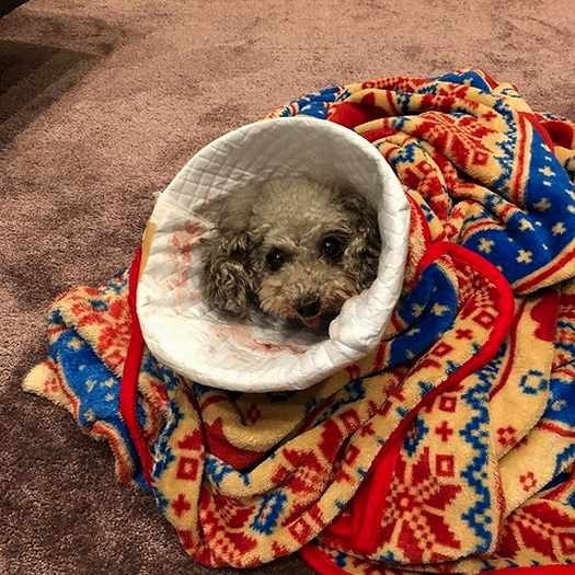 ひどい歯周病のため、歯を全部抜歯