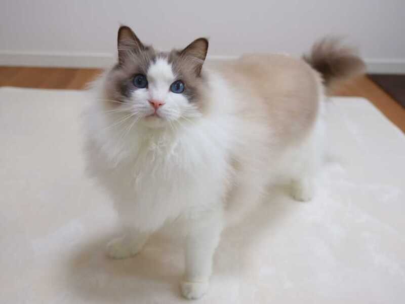 普段のロディー