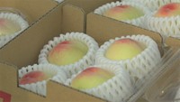 岡山県産・極早生の桃「はなよめ」出荷がスタート