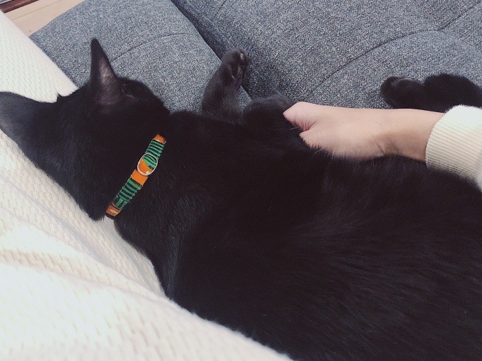 抱っこはしないけど、寄り添いは好きな九ちゃん(佳代子さん提供)