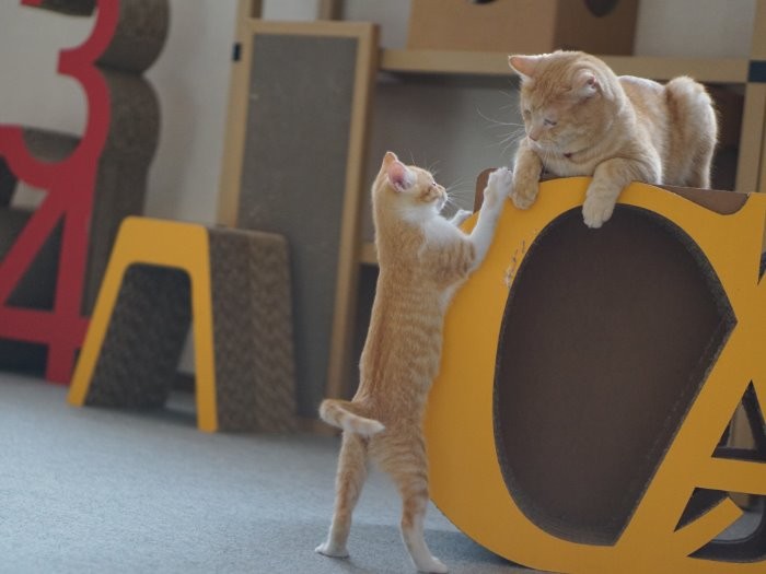 2匹で遊ぶと楽しいね