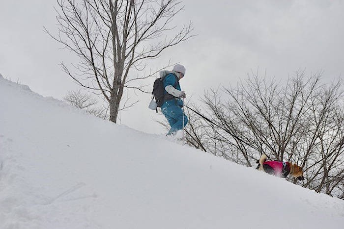まるで犬ぞりをしているかのような