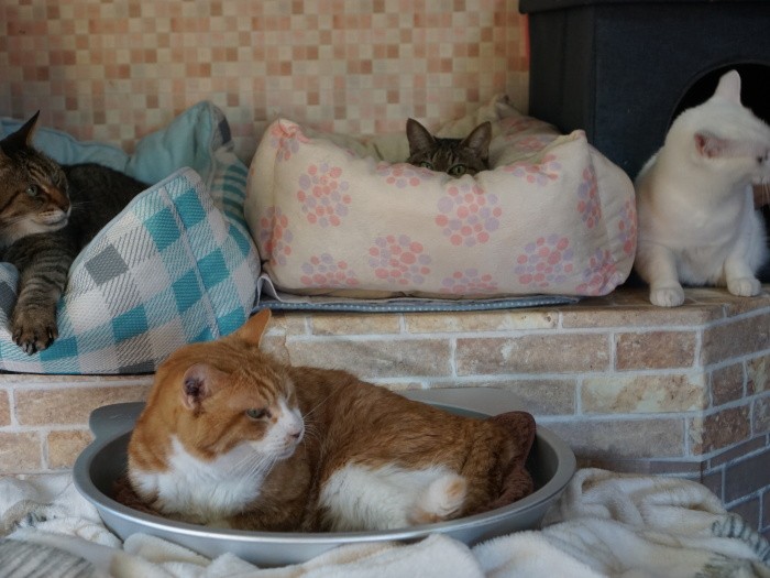 ボスのかんぺいが右を向けば後ろのみんなも右を向く。(ピンクのクッションのサクラだけカメラ目線)