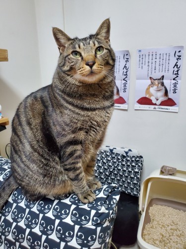 2021年、4歳。ここから一気に加速。後ろのにゃんぱく宣言のポスターモデルは、はっぴーのきょうだいエレナちゃん。きょうだいみんな大柄なのです