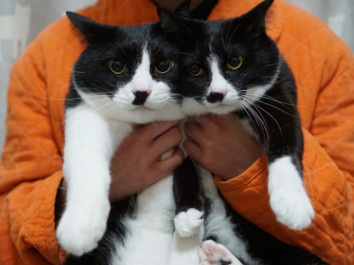 ハチ割れとおひげ模様がそっくりだけど、性格は違うビックとくーちゃん。「どっちがどっちかわかるかにゃ?」