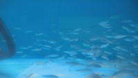 人工の水・好適環境水とICTで「ベニザケ養殖」事業化へ実証実験 岡山理科大学