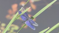 【特集】巡り合い命をつなぐ…夏の水辺を彩るトンボ 街中や渓流で観察 岡山