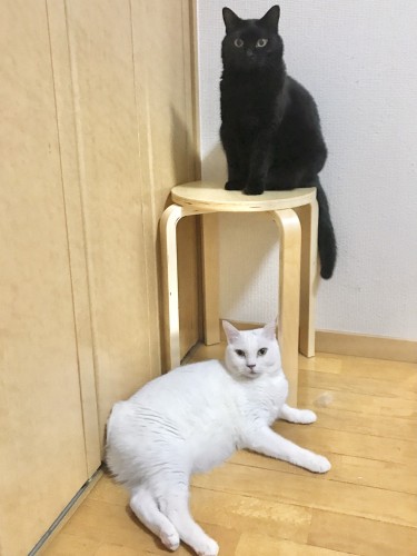 テト師匠と同居の黒猫チト(上)は、お手やベル鳴らしをまだ教わっていないそうです「チトはやる気ないかも byテト」(吉田さん提供)