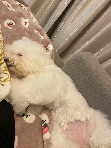 お母さんに甘え、寄り添って寝るように(お母さん提供)