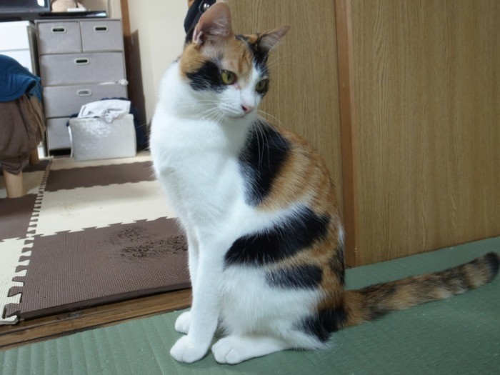 美しい三毛猫アスカちゃん