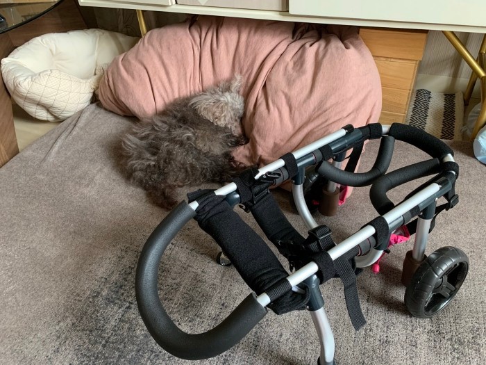 亡くなる1カ月前、後ろ足が立たなくなって歩けなくなったれなちゃんに、歩行器を購入(圭さん提供)