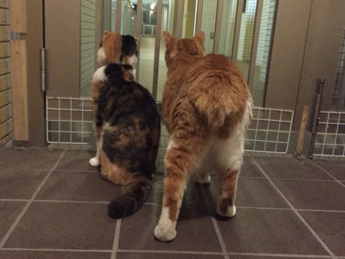 ポーチから表(マンション館内)を覗く2匹