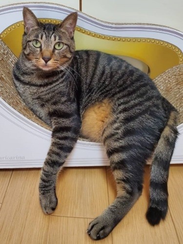 ポーズ決めたのに「腹出てるよ(笑い)」というコメントが