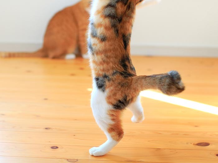 幸運のカギしっぽだからかぁ。