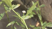 「世界で最悪の侵略的植物」ナガエツルノゲイトウの分布拡大阻止へ 地元住民らが専門家から対策学ぶ 岡山・矢掛町