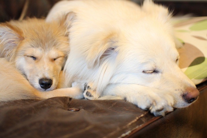 大吉の顔くらいしかなかった福助