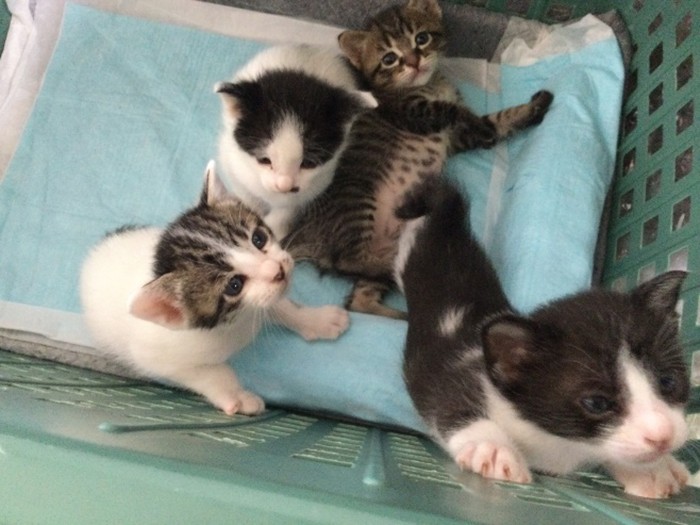 ふくまると、そのきょうだいの子猫時代。西村さんがミルクボランティアをして育てた(西村さん提供)