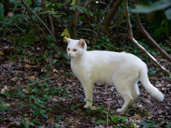 不妊手術済みの証拠に、耳の先端が桜の花びらの形にカットされている。(小林写函撮影)