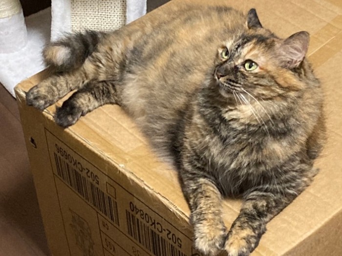 いちばん落ち着くのは、なぜかどうってことない段ボールの上……(野口さん提供)