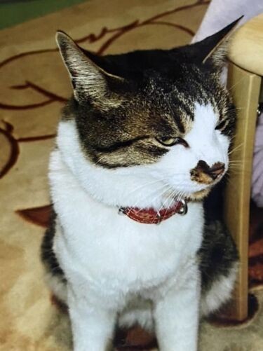 キジ白模様のみーちゃんも、額がハチ割れ模様でした(真由子さん提供)