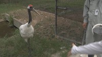 国の特別天然記念物「タンチョウ」の観察会 岡山県の飼育数は日本最大規模 岡山・総社市