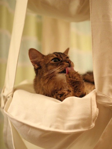 アンチョビちゃん5歳、お気に入りのハンモックでくつろぎ中(由加さん提供)