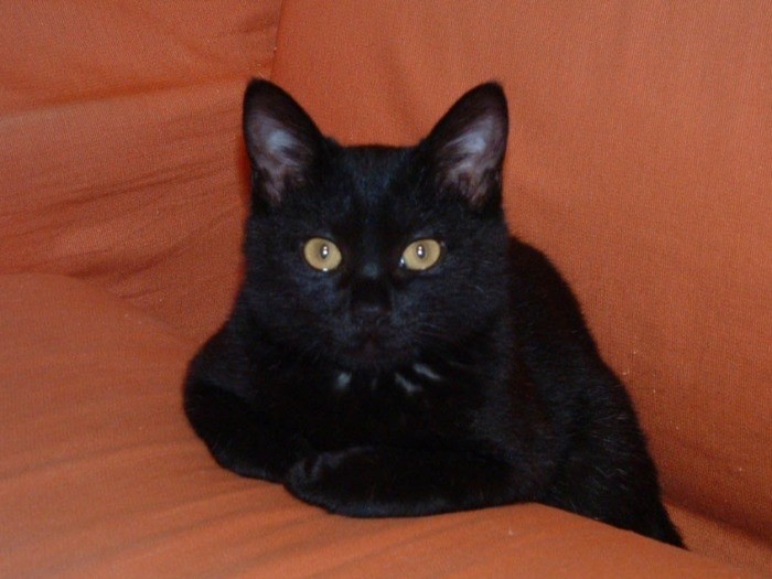 栃木で保護され、縁あって迎えた子猫時代。あれから16年…