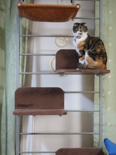 「家はいつしか猫グッズ、オモチャだらけよ」