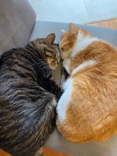 「もともと猫が好きでしたが、2匹を迎えてから猫と生活する楽しさを日々感じている」と千鶴子さん(千鶴子さん提供)