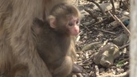 よちよちお出掛け♪ 小豆島の「お猿の国」でベビーラッシュ 香川・土庄町