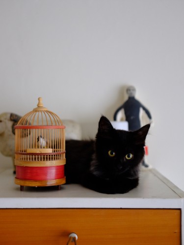 鳥かごの横でおすましポーズ「小鳥さんと遊んでみたいけど、お人形みたいだにゃ」(亜実さん提供)