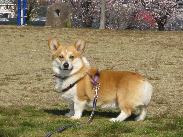 いつもの公園で、元気だったころの慎之介くん(景子さん提供)