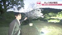 桜が開花! 栗林公園 「春のライトアップ」スタート 高松市