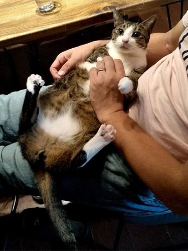 子猫のような表情で甘える