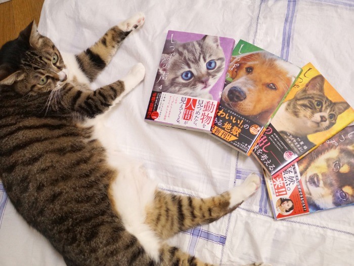 既刊1〜4集とインタビュアーの愛猫(名前は「しっぽ」)