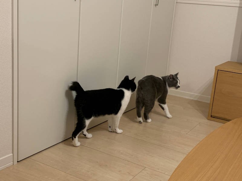 家の中をパトロールするくまおとこぐま