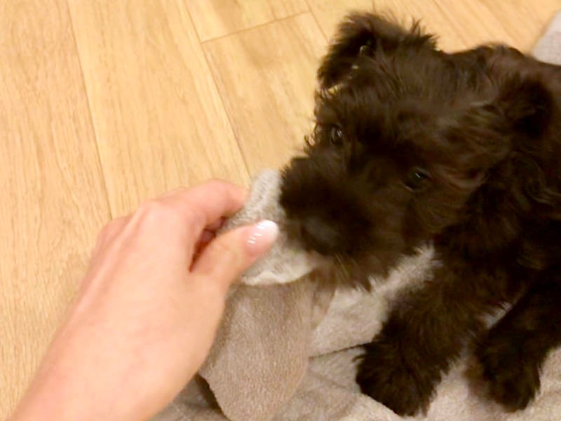 家に来た当初からわんぱく全開だったというダリルくん(お母さん提供)